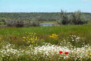 Plant world of krym: tituly, fotky a charakteristiky Plant world of krym: tituly, fotky a charakteristiky